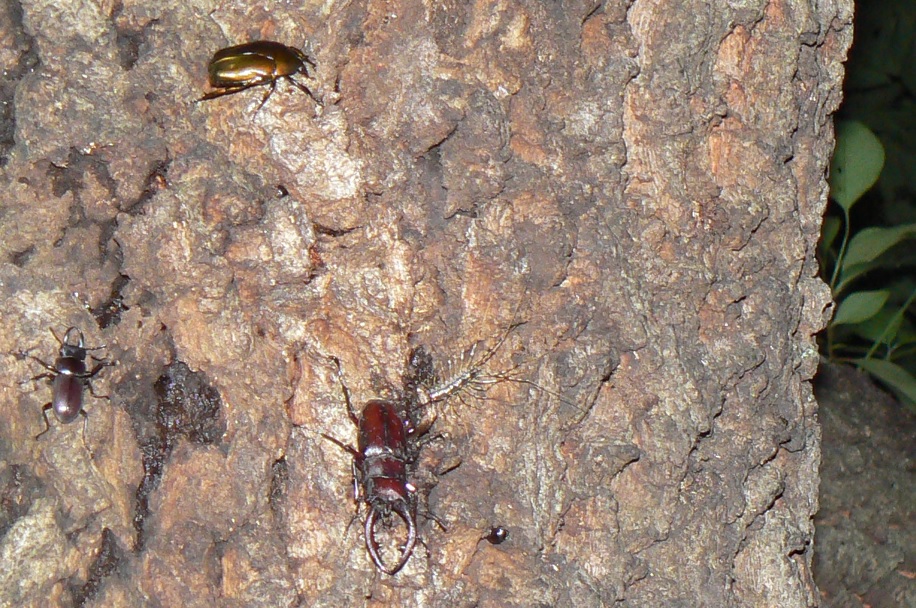 団地前のクヌギ_正面ｰ洞の50cm上 ノコギリクワガタ♂、コクワガタ♂、カナブン 2021年7月12日 17時25分頃 気温28度